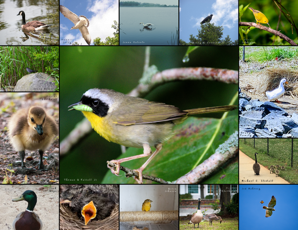 The Birds of the East Coast: 2020 Calendar