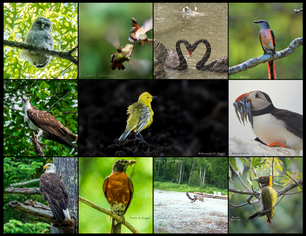 The Birds of the World: 2020 Calendar