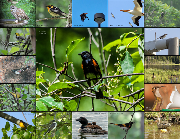 The Birds of the Midwest: 2020 Calendar