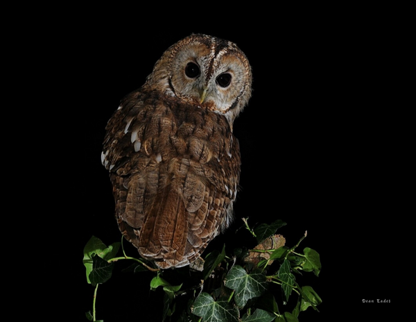 The Birds of Scotland: 2020 Calendar