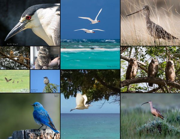 The Birds of the West: 2020 Calendar