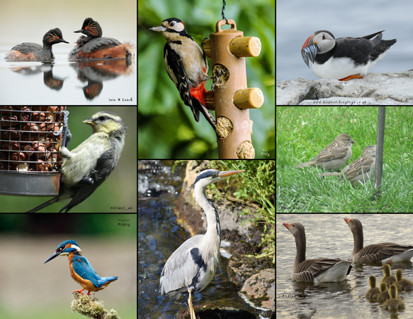 The Birds of England: 2020 Calendar