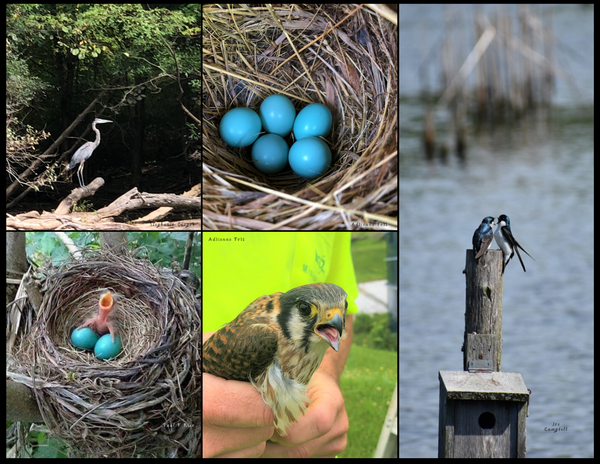 The Birds of Pennsylvania: 2020 Calendar