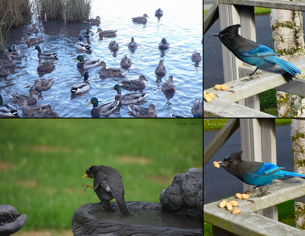 The Birds of Alaska: 2020 Calendar