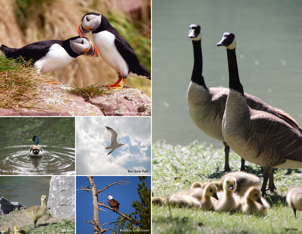 The Birds of Canada: 2020 Calendar