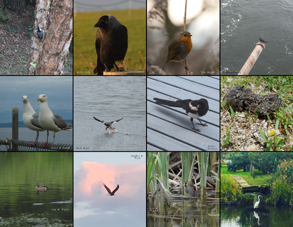 The Birds of the World: 2020 Calendar