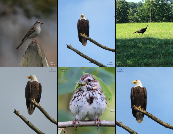 The Birds of Pennsylvania: 2020 Calendar