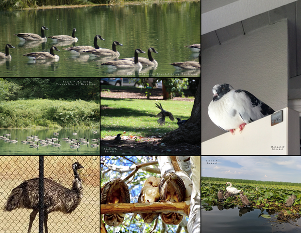 The Birds of California: 2020 Calendar