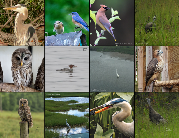 The Birds of the East Coast: 2020 Calendar