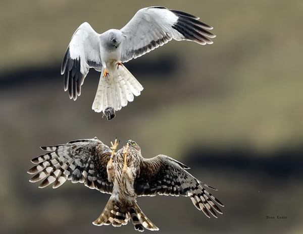 The Birds of Scotland: 2020 Calendar