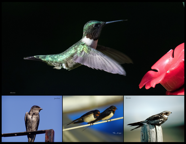 The Birds of Texas: 2020 Calendar