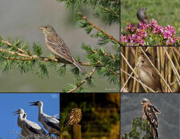 The Birds of Europe: 2020 Calendar