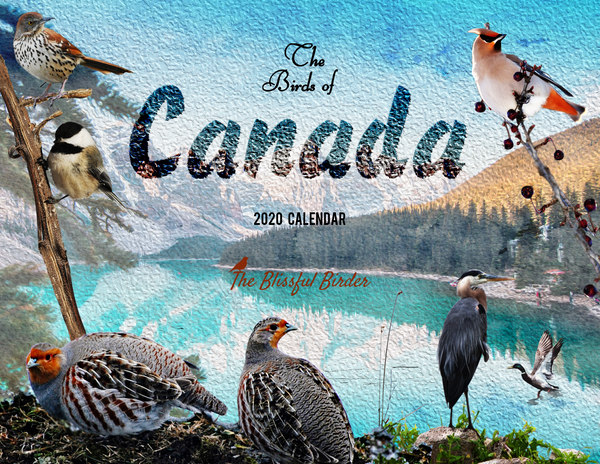The Birds of Canada: 2020 Calendar
