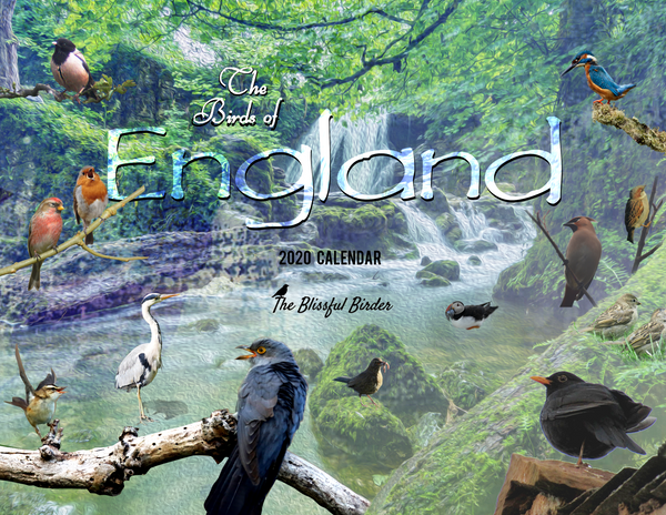 The Birds of England: 2020 Calendar