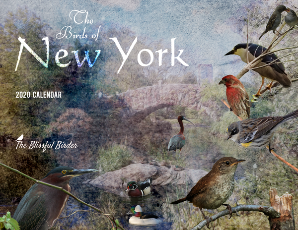The Birds of New York: 2020 Calendar