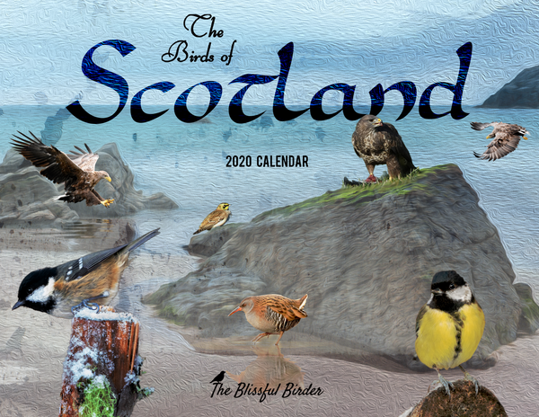 The Birds of Scotland: 2020 Calendar