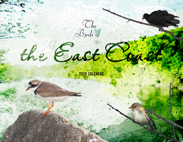 The Birds of the East Coast: 2020 Calendar