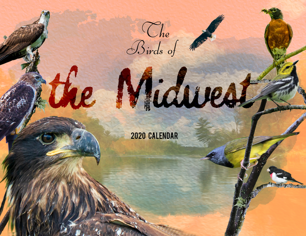 The Birds of the Midwest: 2020 Calendar
