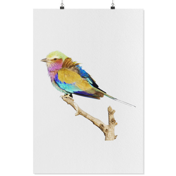 Lilac-breasted Roller Poster