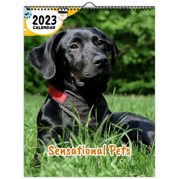 Sensational Pets: 2023 Wall Calendar