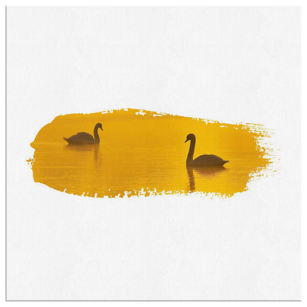 Swan Canvas Wrap