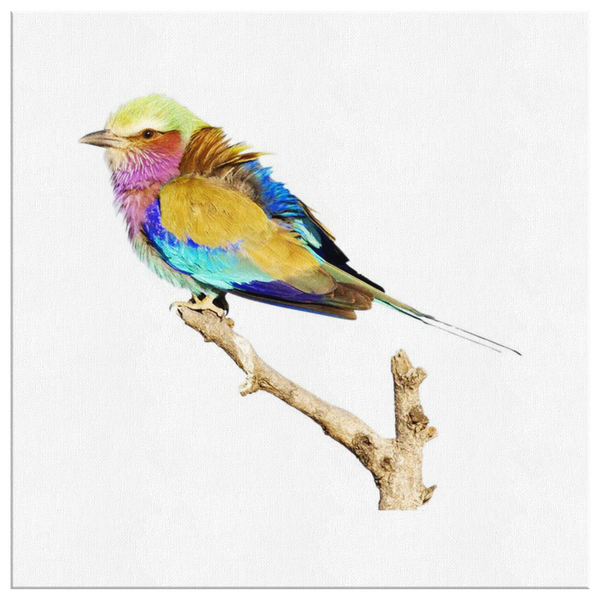 Lilac-breasted Roller Canvas Wrap